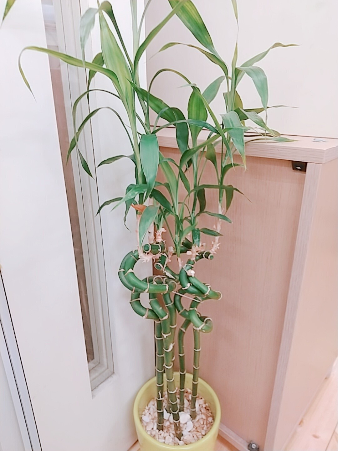 観葉植物　竹　植物　植木　野間　薬局