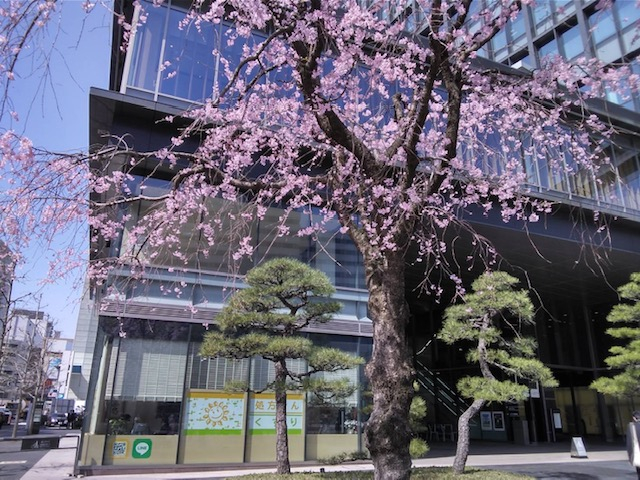 満開の桜🌸